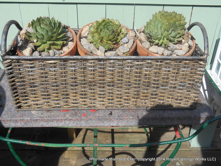 stashing succulents and other plants my way, flowers, gardening, succulents, Surprise More Hens and Chicks