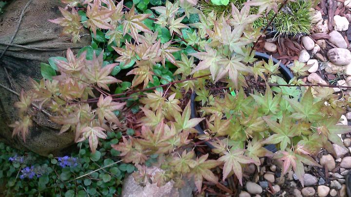 my love affair, Corolinium