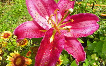 Not sure how this lily got into my garden...don't remember planting it.