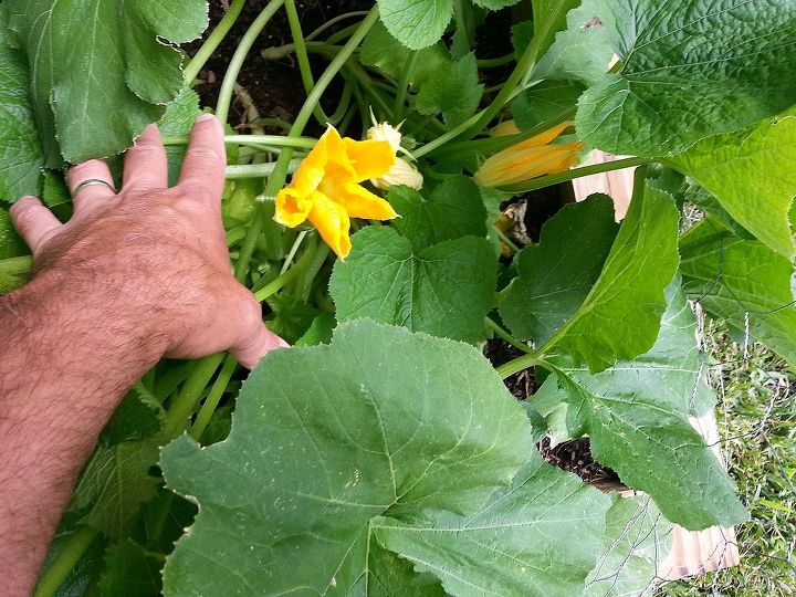 zuchini rabbits or critters eat the flowers, flowers, gardening, some of Zucchini flowers