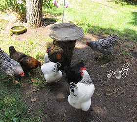 home made bird bath, concrete masonry, gardening, Even the chickens like it