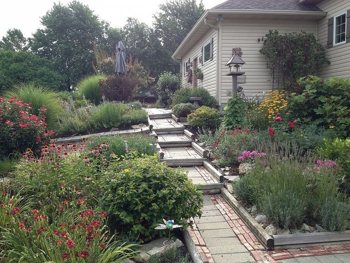 illinois gardens i don t water and fail to weed often, flowers, gardening, perennials