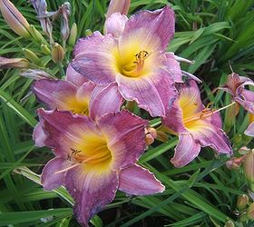 flowers to plant for butterflies, flowers, gardening, Daylily Age of Aquarius All daylilies help to bring butterflies into your garden