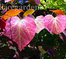 is your heart in the garden try these heart shaped plants, container gardening, flowers, gardening, hydrangea, The Redbud tree Purple Pansy glows in the sunlight like stained glass