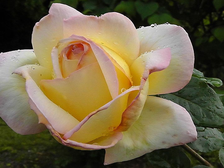 i d like to share my collections, flowers, gardening, A peach tea rose