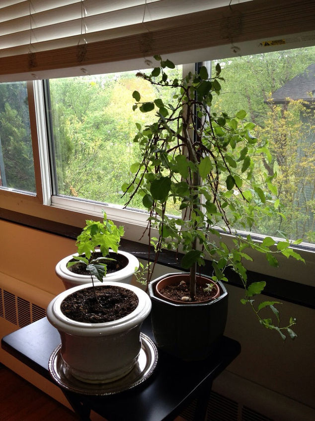 i added a maple tree to my collection, gardening