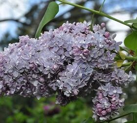 spring might be my favorite time of the year especially at lilac time, gardening