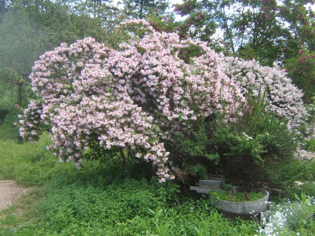rboles y arbustos en flor para la primavera, Arbusto de la belleza