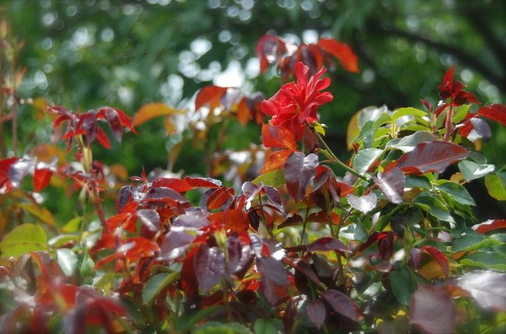 stan hywet s great garden part 2 the cutting garden, flowers, gardening, landscape, This unusual copper colored rose is Rosa Cinco de Mayo It is planted in a drift of several bushes and set of the red brick of the Hall very well