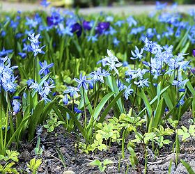 blue flowers for your garden, flowers, gardening