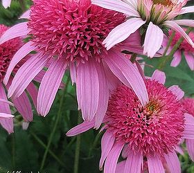 gardening inspiration karin s garden, flowers, gardening, perennials, Echinacea Double Pink