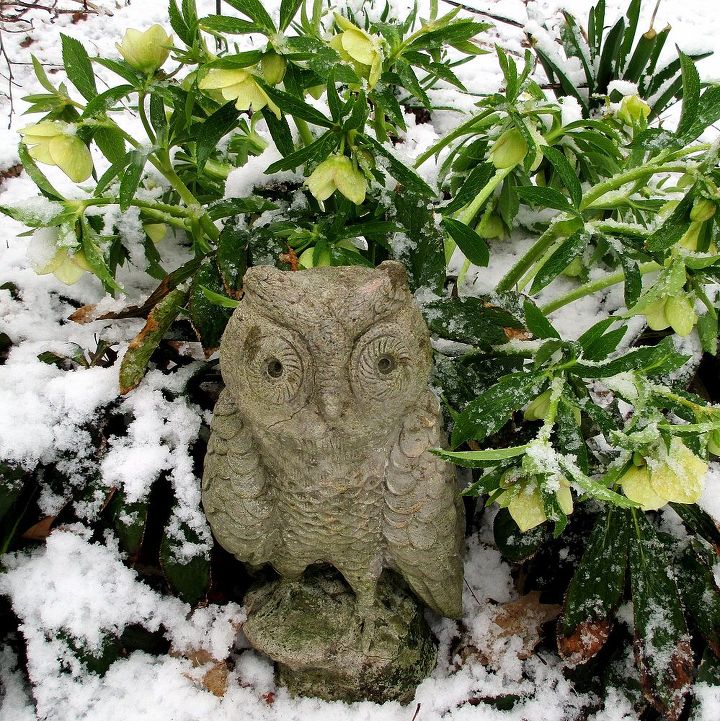 late spring snow, gardening, outdoor living, perennial, Owl in the White Hellebores