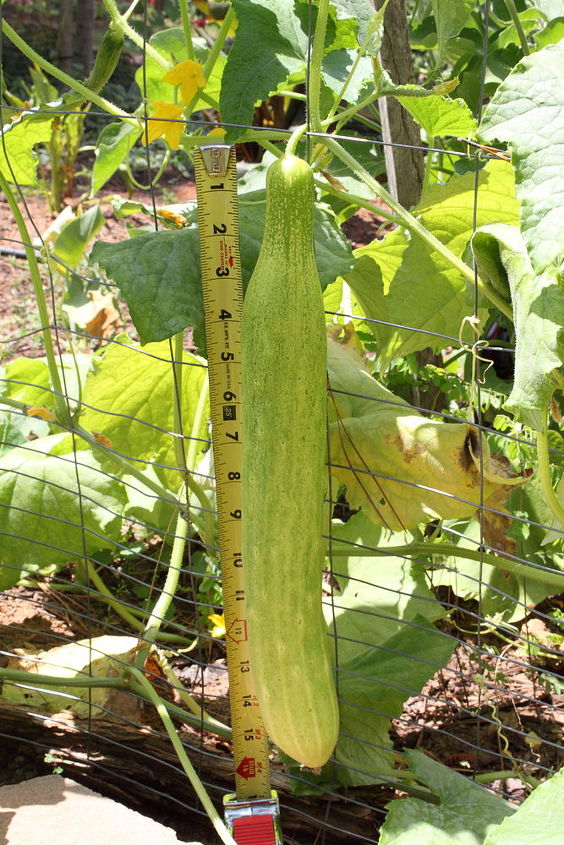 my husband planted this cucumber he does not remember the name any ideas, gardening