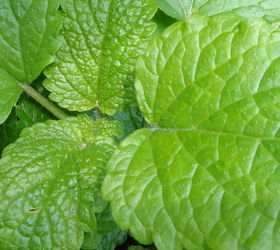 10 great friends veggie garden companion plants, flowers, gardening, 4 Lemon Balm Citronella compounds in its leaves do a wonderful job of repelling insects Safe to rub on your skin as an organic mosquito repellent