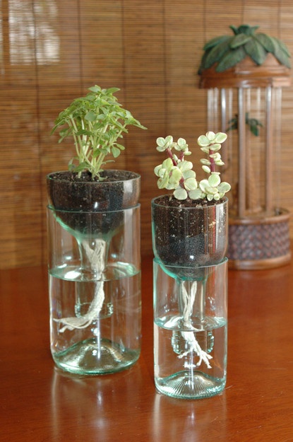 self watering planter made from recycled wine bottle
