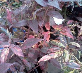 some fall color thoughts to brighten your day, gardening, seasonal holiday decor, Leucothoe Rainbow displays lovely fall colors and you don t have to have a large area to plant it
