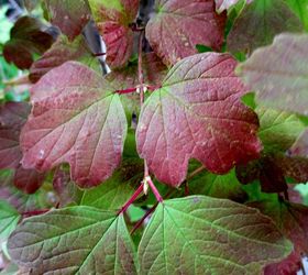 our garden fall leaves amp blooms, gardening, Viburnum in many hues