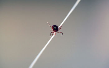 Quick and Easy Tick Removal