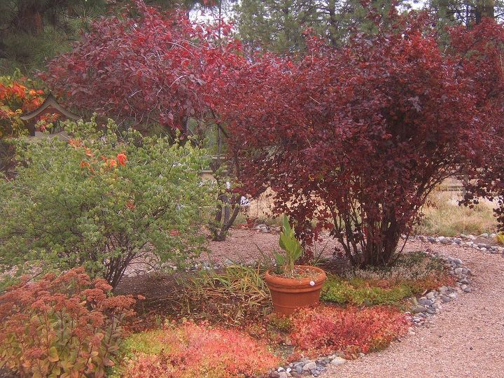 gardening in gravel, gardening, Our gravel garden decked out in fall colours