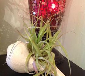airplants in the house, gardening, home decor, This is nestled inside the seashell
