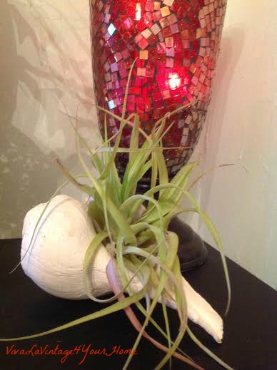 airplants in the house, gardening, home decor, This is nestled inside the seashell