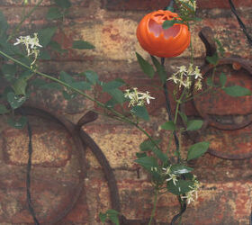 halloween in my urban garden jack o lanterns are birdwatchers, container gardening, flowers, gardening, halloween decorations, outdoor living, pets animals, seasonal holiday decor, succulents, urban living, Pumpkin Lights Share Trivets With Autumn Clematis View 3 INFO on trailing habits of Autumn Clematis AND