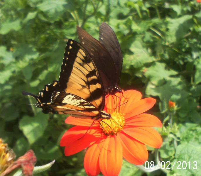 i am so not looking forward to winter i love all the butterflies we h, gardening, pets animals, They don t mind sharing