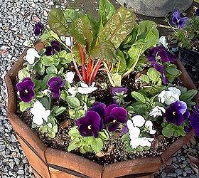 10 tips for a beautiful seasonal color bed, container gardening, flowers, gardening, round container using primary bold colors Center planted with taller Bright lights chard because it will be viewed from all sides