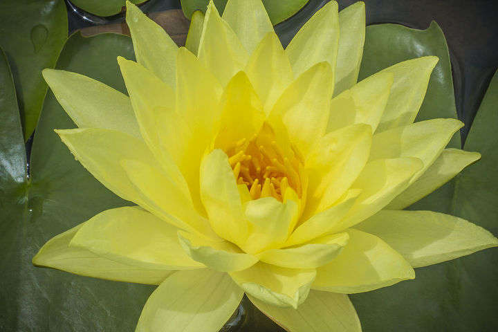 the three essentials for knock out water lilies, gardening, ponds water features