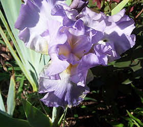come on a virtual tour of my garden today, gardening, Late blooming iris The others were all done months ago