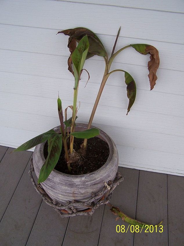 my aunt gave me a small banana tree and it was growing very well until, gardening, So sad Do you have any ideas of what may be occurring or what I can change to help it regain it s health