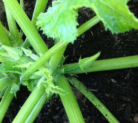 teeny zucchini, gardening