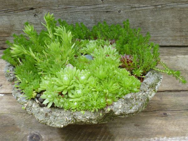hypertufa and succulents a match made in heaven, flowers, gardening, succulents, Really rustic sag pot with rugged sides for the different species of Sempervivum to cling to