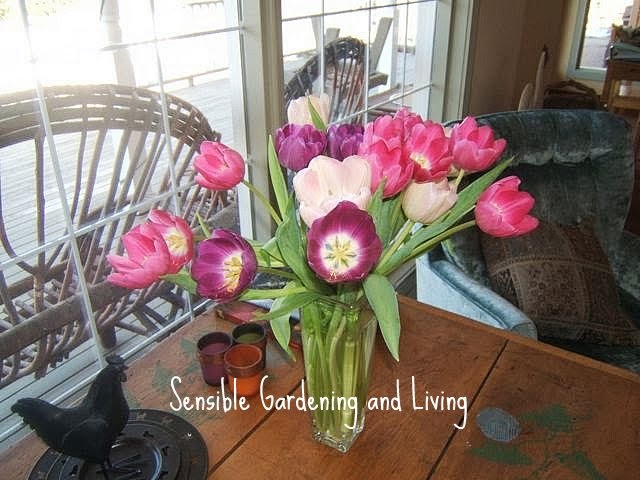 dicas rpidas de tulipas, As tulipas s o excelentes flores de corte