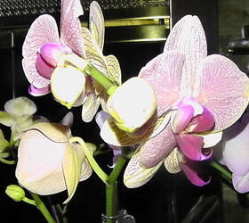 i d like to share my collections, flowers, gardening, Phalaenopsis