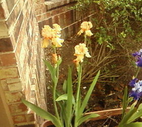 my spring flowers, flowers, gardening, This is my champagne Iris