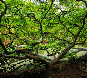 a beautiful view of a japanese maple, gardening, A view looking through an old mature Japanese Maple