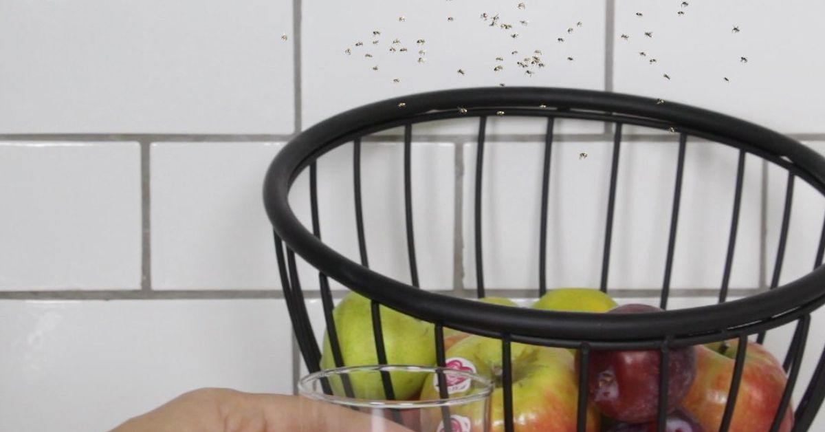 How To Make A Homemade Fruit Fly Trap Hometalk