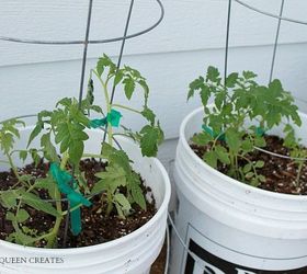 Grow Tomato Plants in Buckets A Recipe for Success Hometalk