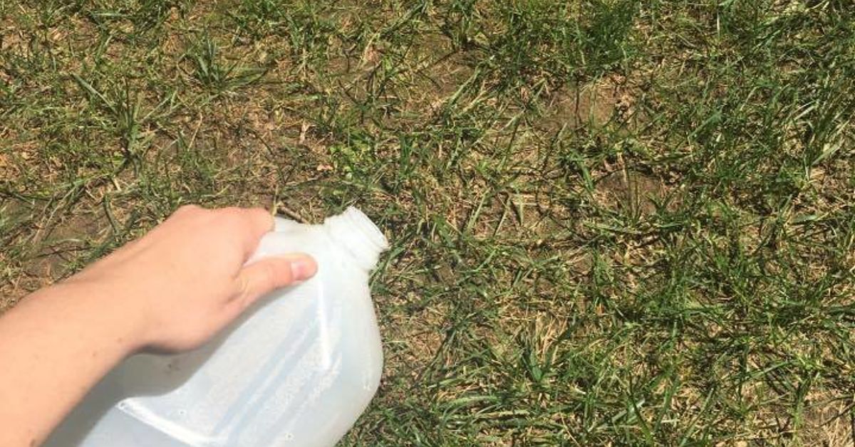 Fix Burnt Grass & Dog Urine Spots With This Easy Solution 