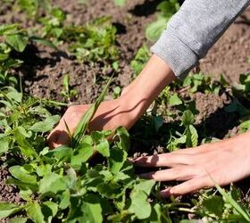 How to Get Rid Of Wild Violets When They Take Over Your Lawn Hometalk