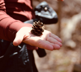 Why she collects small pine cones and puts them in a muffin tin this week