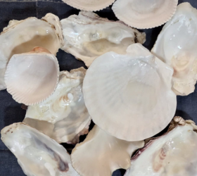 She brushes Mod Podge on a bunch of seashells for this creative coastal keepsake