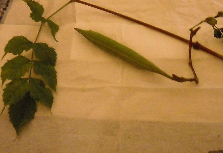 does anyone know what kind of pod this is, flowers, gardening
