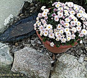 fall decorating at the small house under a big sky d cor roundup, flowers, gardening, seasonal holiday d cor, More soft pink mums and fieldstones gives you an idea of our natural garden approach here