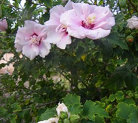 steps to plan a beautiful perennial flower garden, flowers, gardening, perennials, Rose of Sharon is a wonderful choice for the perennial background They provide foliage and gorgeous blooms too