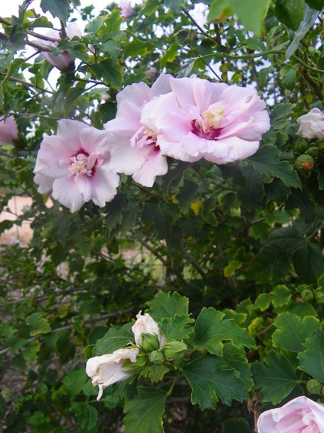 steps to plan a beautiful perennial flower garden, flowers, gardening, perennials, Rose of Sharon is a wonderful choice for the perennial background They provide foliage and gorgeous blooms too
