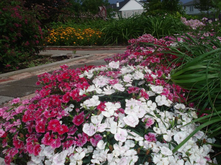 comparte usted las vistas de su jardn para animar a otros a probarlo