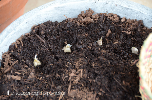 cultivar ajos en un contenedor, Planta el ajo con el lado puntiagudo hacia arriba a una profundidad doble