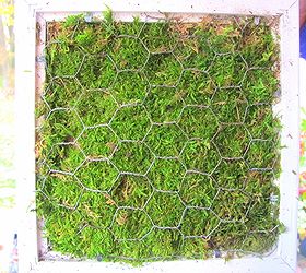 how to make a living plant picture frame, crafts, succulents, Moss is laid on top of the soil and then chicken wire holds the whole thing together I used a staple gun to hold the chicken wire down